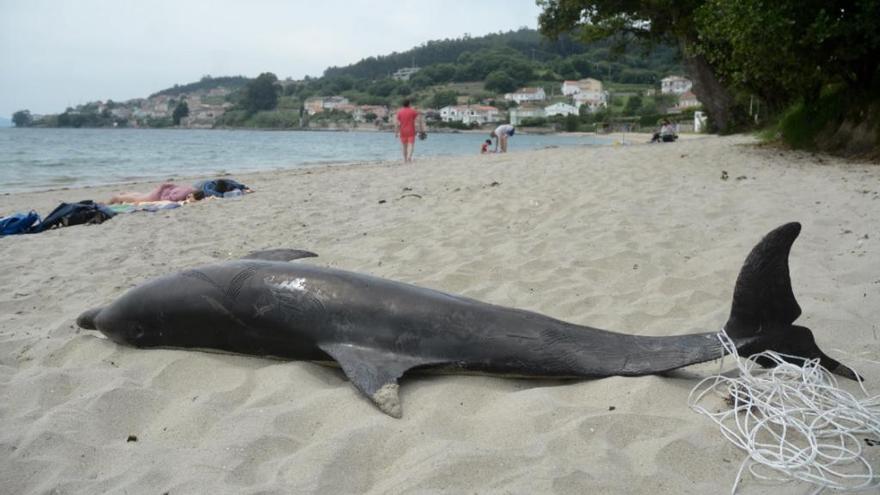 Ejemplar en la playa do Laño