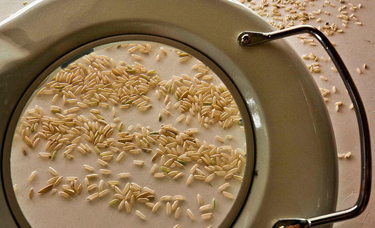 Arròs sota una lent d’augment, durant un control de qualitat portat a terme a Anglaterra.