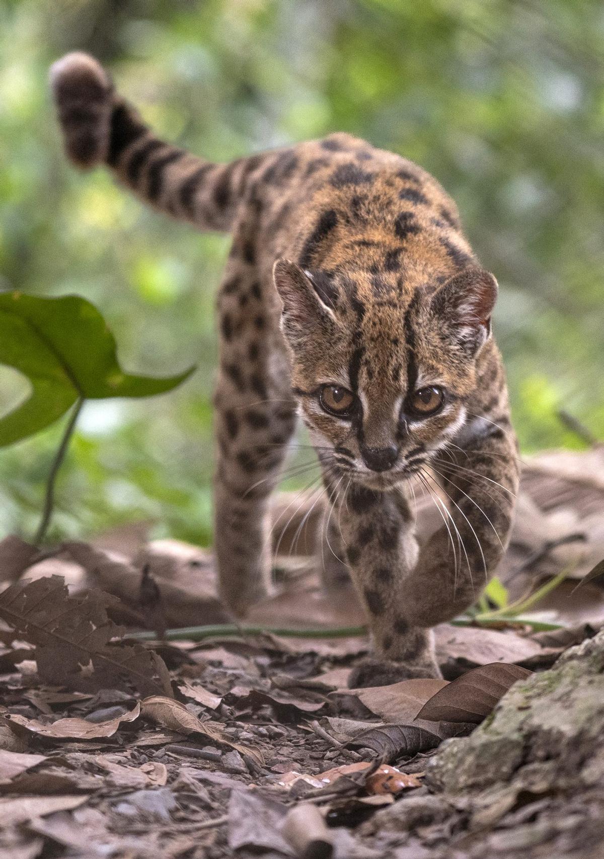Se desconoce cuántos ejemplares hay del animal