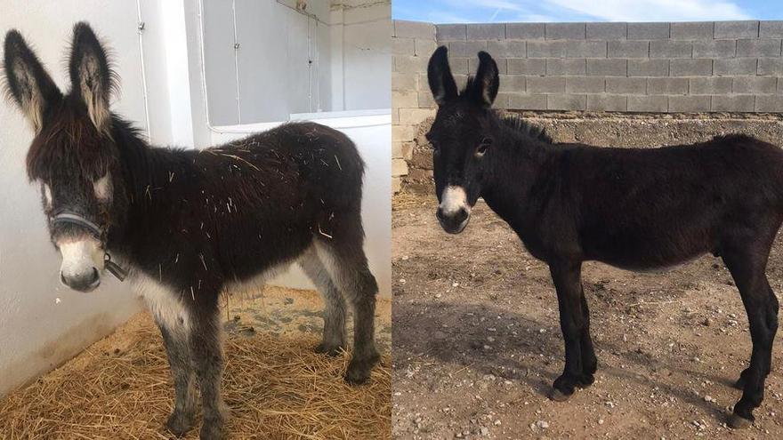 Dos burros abandonados en Onda buscan hogar