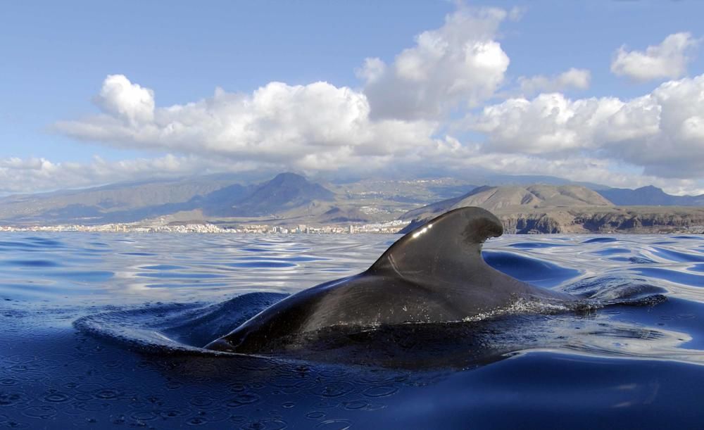 Patricia Conde nada en Tenerife entre ballenas