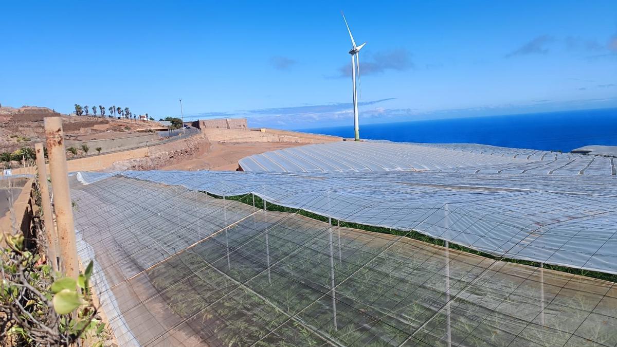 rrenos situados junto al molino de viento en el que se proyectó la planta de biogás, en La Atalaya de Guía.