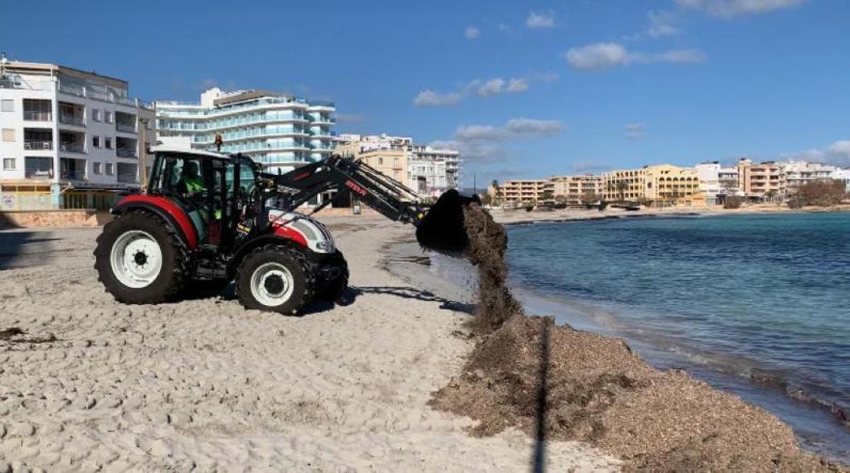 Un tractor coloca la barrera de posidonia. | S.S.