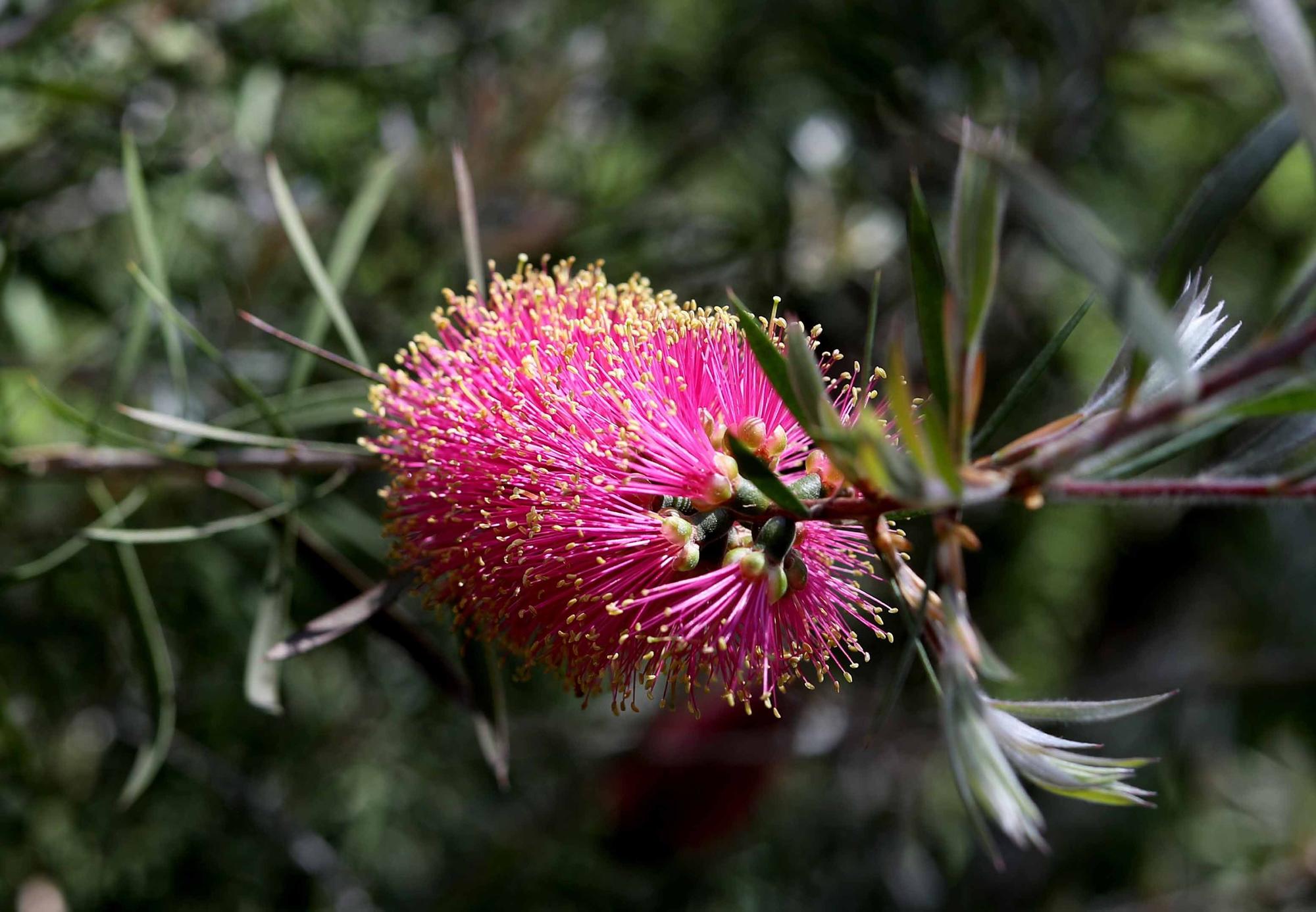 Las flores del Jardín Botánico en primavera