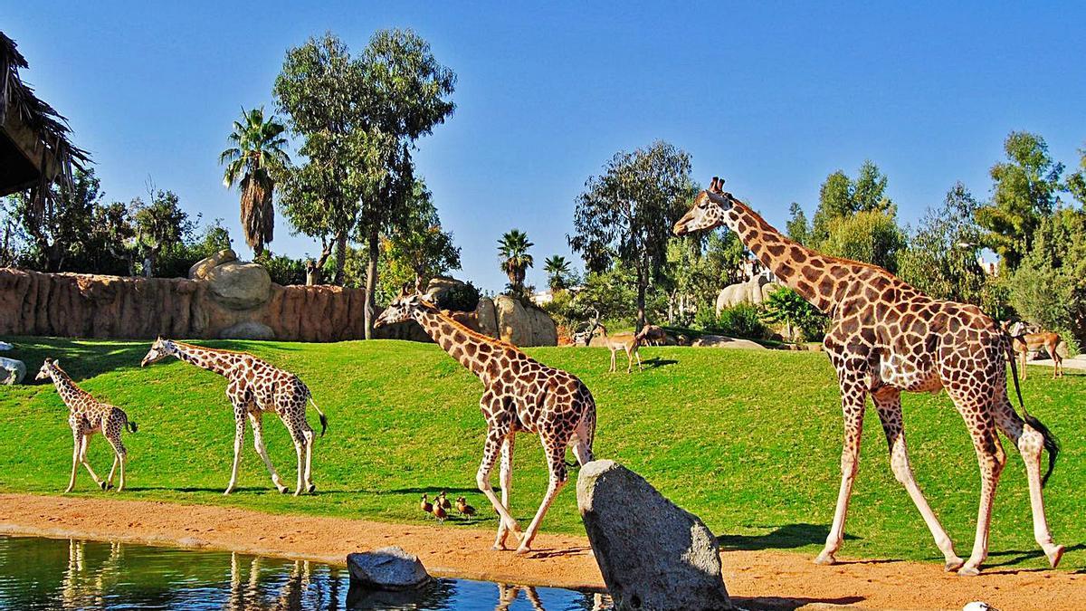 Un grupo de jirafas en Bioparc Valencia.