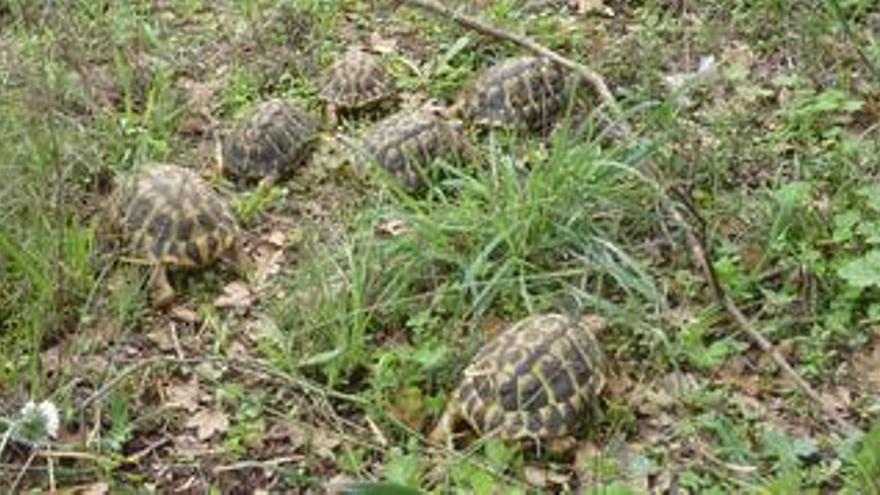 Tortugues alliberades a l&#039;Albera.