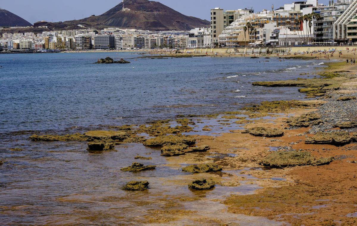 Las capas fósiles de Las Canteras, al descubierto
