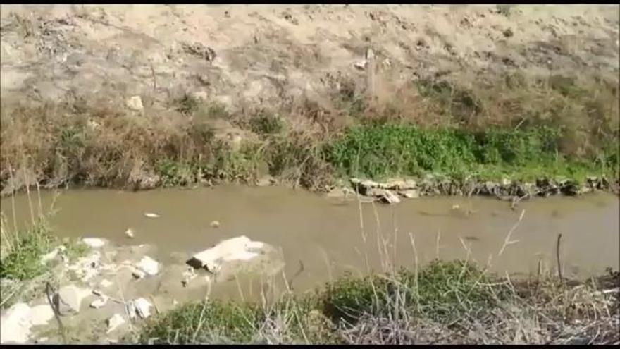 Peces agonizantes en el Azarbe Mayor de Beniel