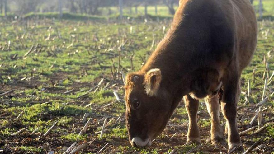 Un proyecto europeo liderado por gallegos apuesta por la agricultura inteligente