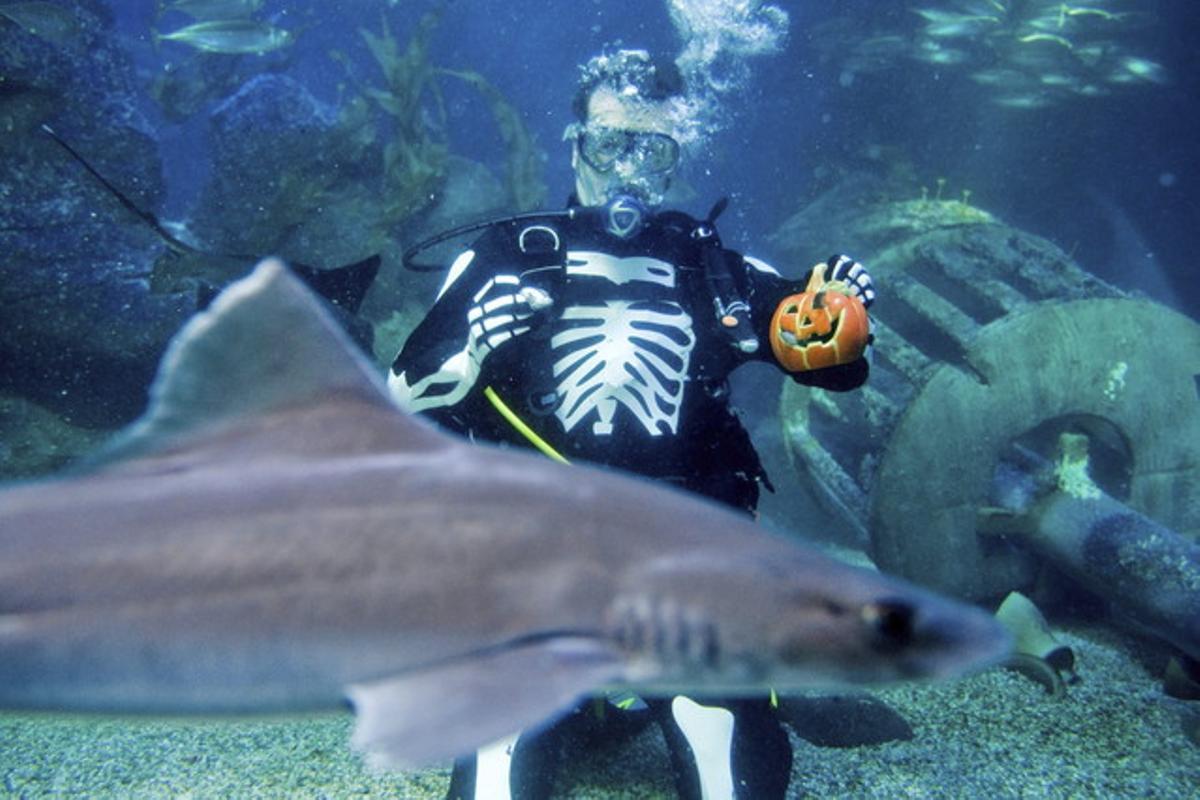 Un bussejador amb vestit de neoprè d’esquelet subjecta una carbassa mentre busseja a prop d’un tauró a l’aquari del Centre Sea Life de Berlín.