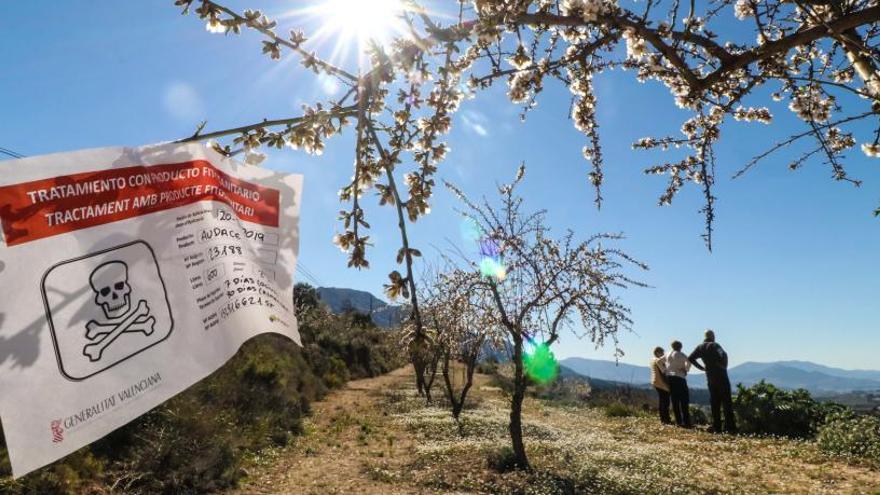 Almendros tratados contra la Xylella en Fageca