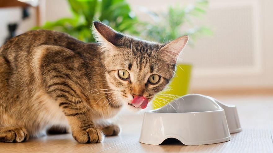 Los veterinarios coinciden: cómo ofrecemos el agua a los gatos es clave para su correcta hidratación