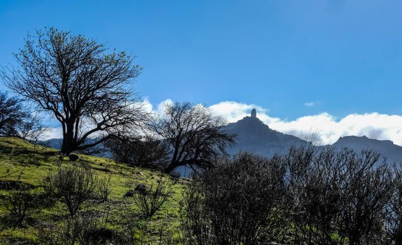 Almendros en flor