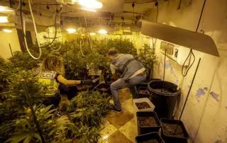 Endesa detecta hasta trece casos de fraude por plantaciones de marihuana en Baleares