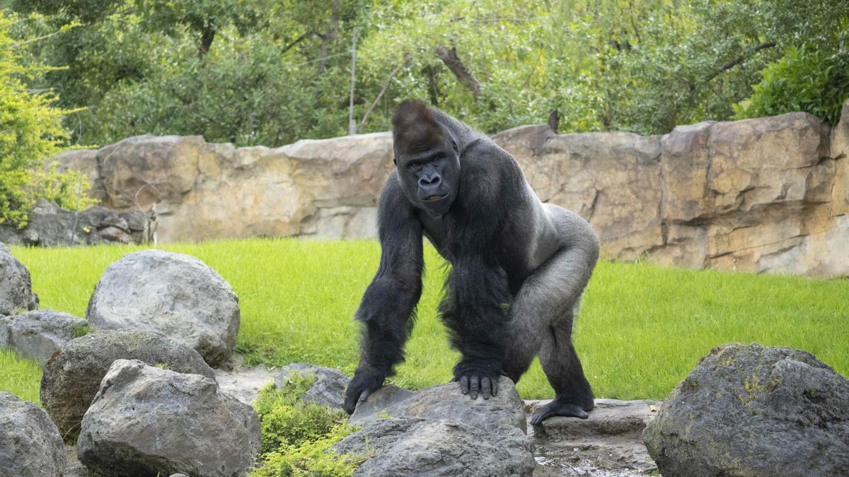 El gorila Kabuli en la selva ecuatorial de BIOPARC Valencia.