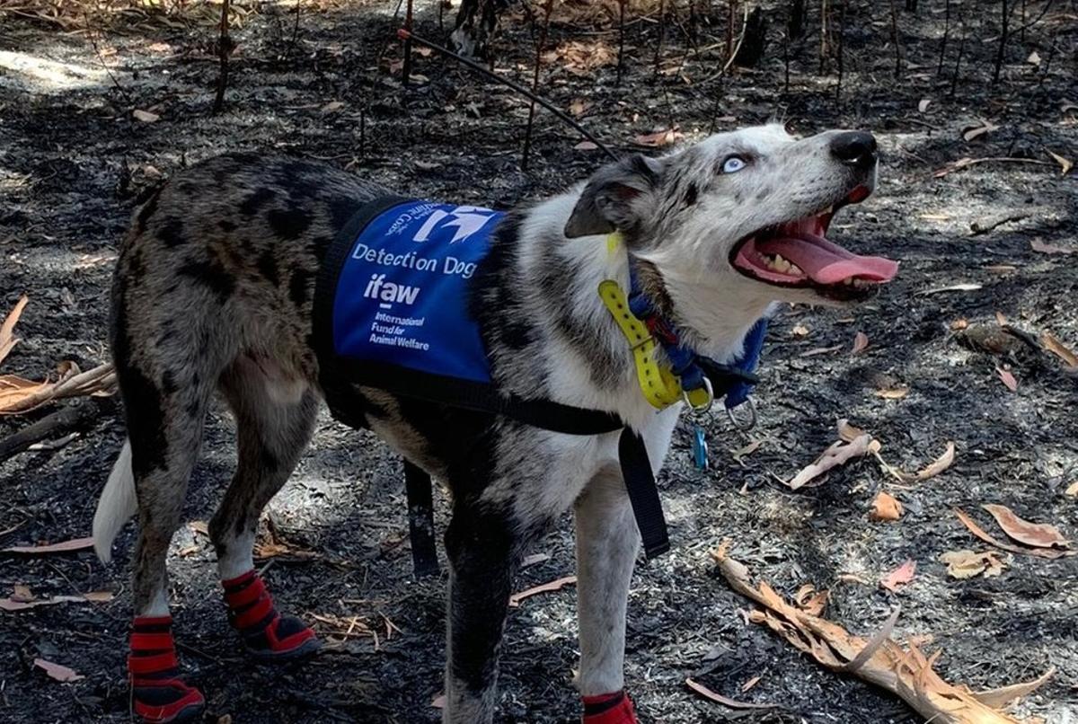 Premian a un perro australiano por salvar del fuego a 100 koalas