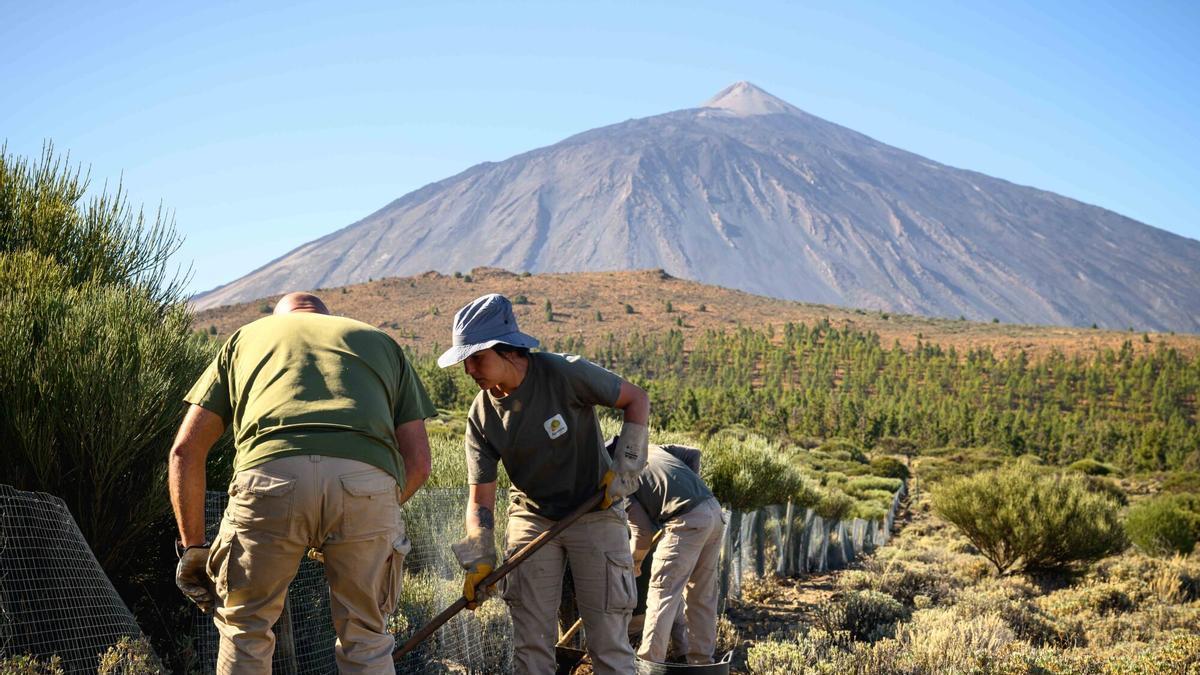 Trabajos de recuperación de retamas en el Parque Nacional del Teide.