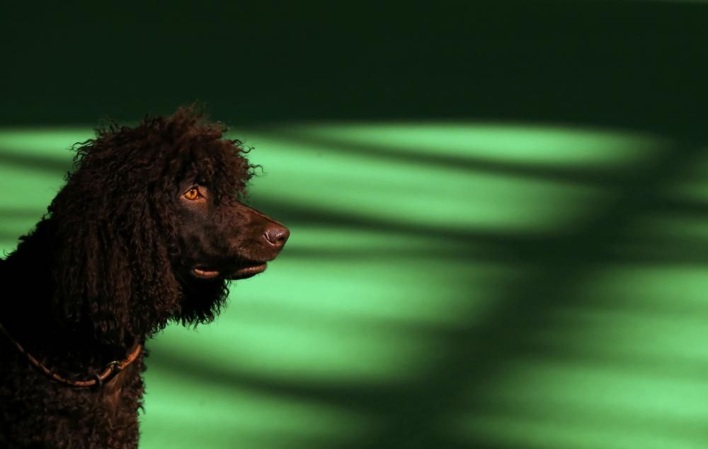 Les imatges més divertides del Crufts Dog Show