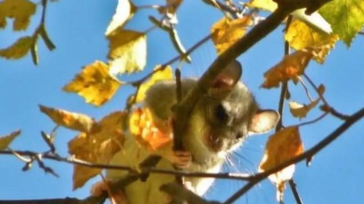 Un liró gris enfilat a unes branques
