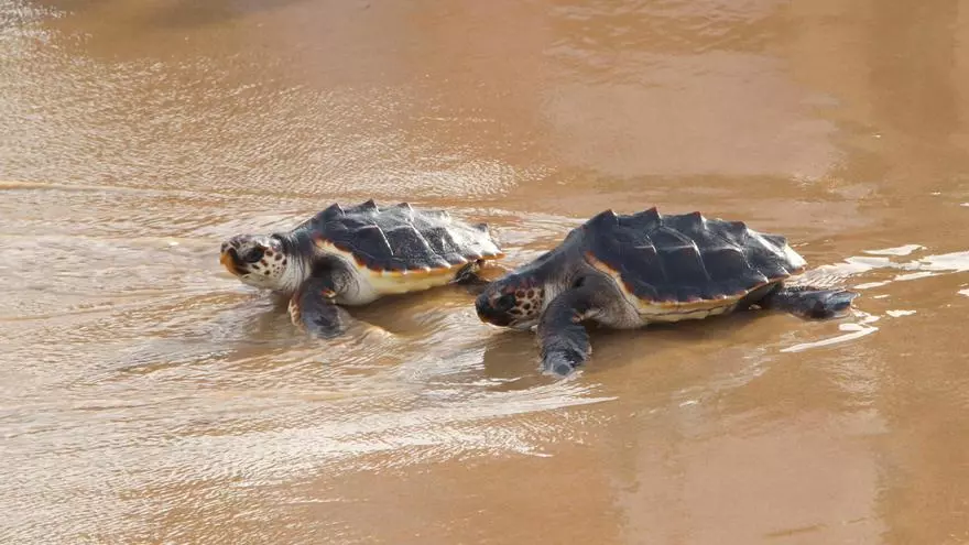 Video: Alliberen 24 tortugues a la platja de la Savinosa de Tarragona després de quasi un any en captivitat