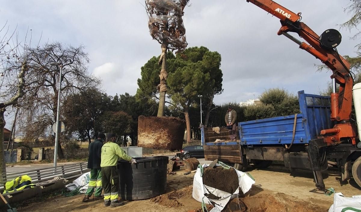 Parets iniciarà els treballs de plantació d’arbres en el municipi amb 161 nous exemplars Parets iniciarà els treballs de plantació d’arbres en el municipi amb 161 nous exemplars
