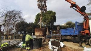 Parets iniciarà els treballs de plantació d’arbres en el municipi amb 161 nous exemplars