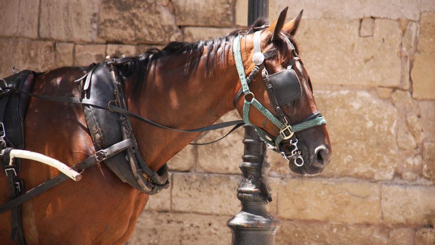 Sant Llorenç abolirá el uso de caballos en las galeras antes de diez años