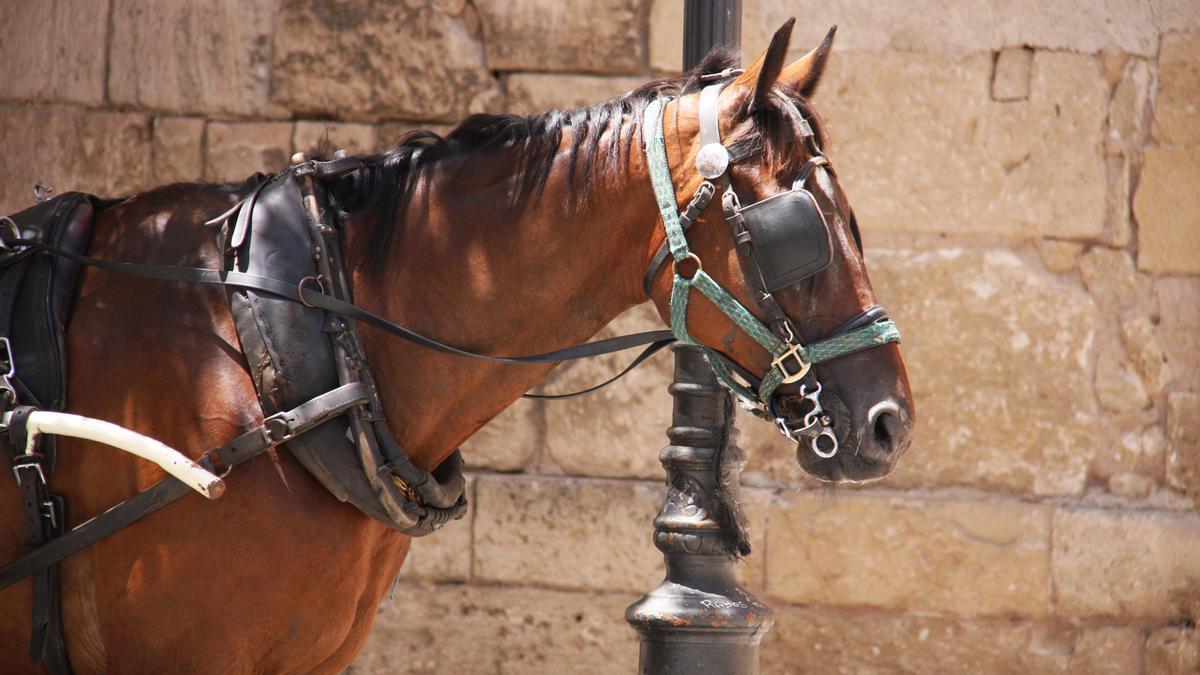 Un caballo utilizado en las galeras turísticas.