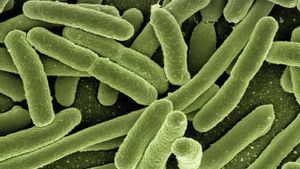 Las bacterias logran realizar operaciones matemáticas e identificar vocales.