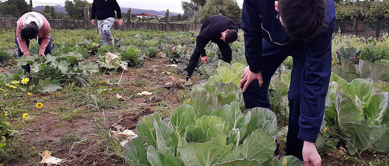 Los estudiantes, ayer en la plantación de repollos que tienen en Mosteiro.  | // IÑAKI ABELLA