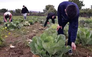 Repollos de tres países en Mosteiro