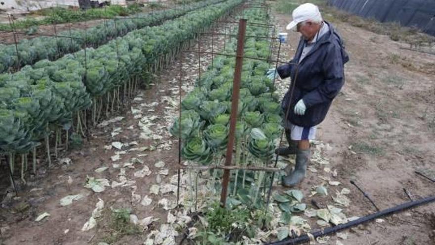 El Gobierno cierra la desaladora  de Torrevieja  para los regantes del trasvase