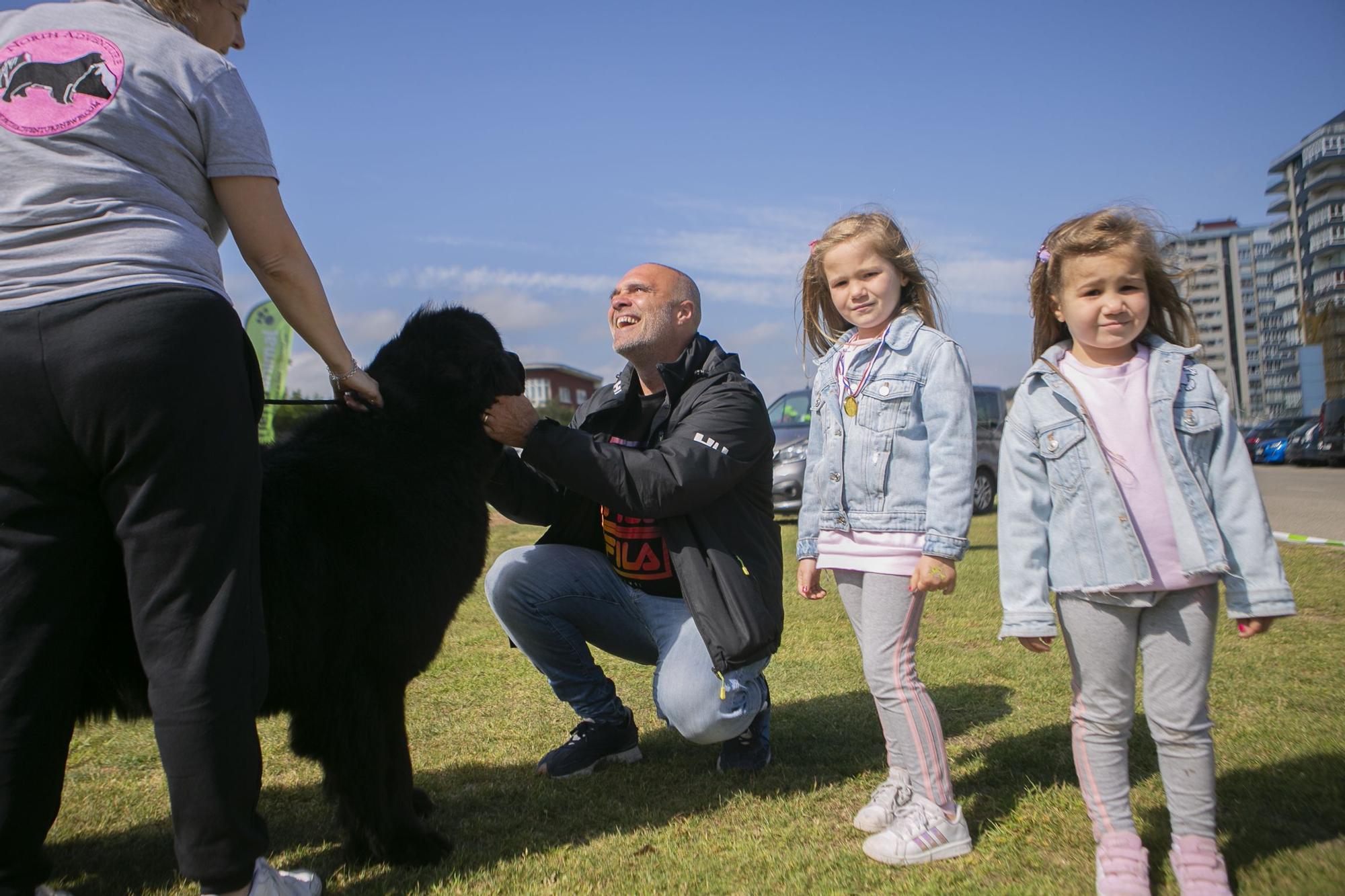 En imágenes: así fue el campeonato de surf para perros en Salinas