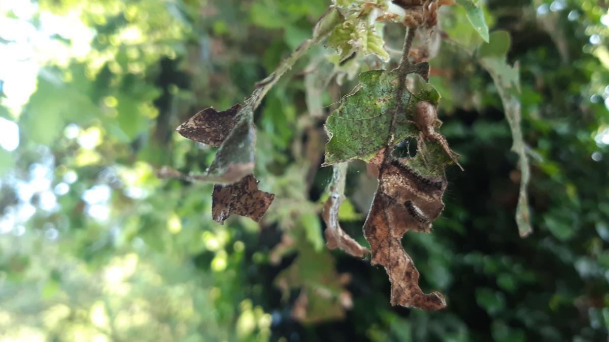 Erugues defoliant les fulles d&#039;un arbre.