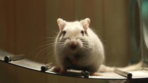 Cau el mite que el cicle menstrual altera l’estat emocional femení