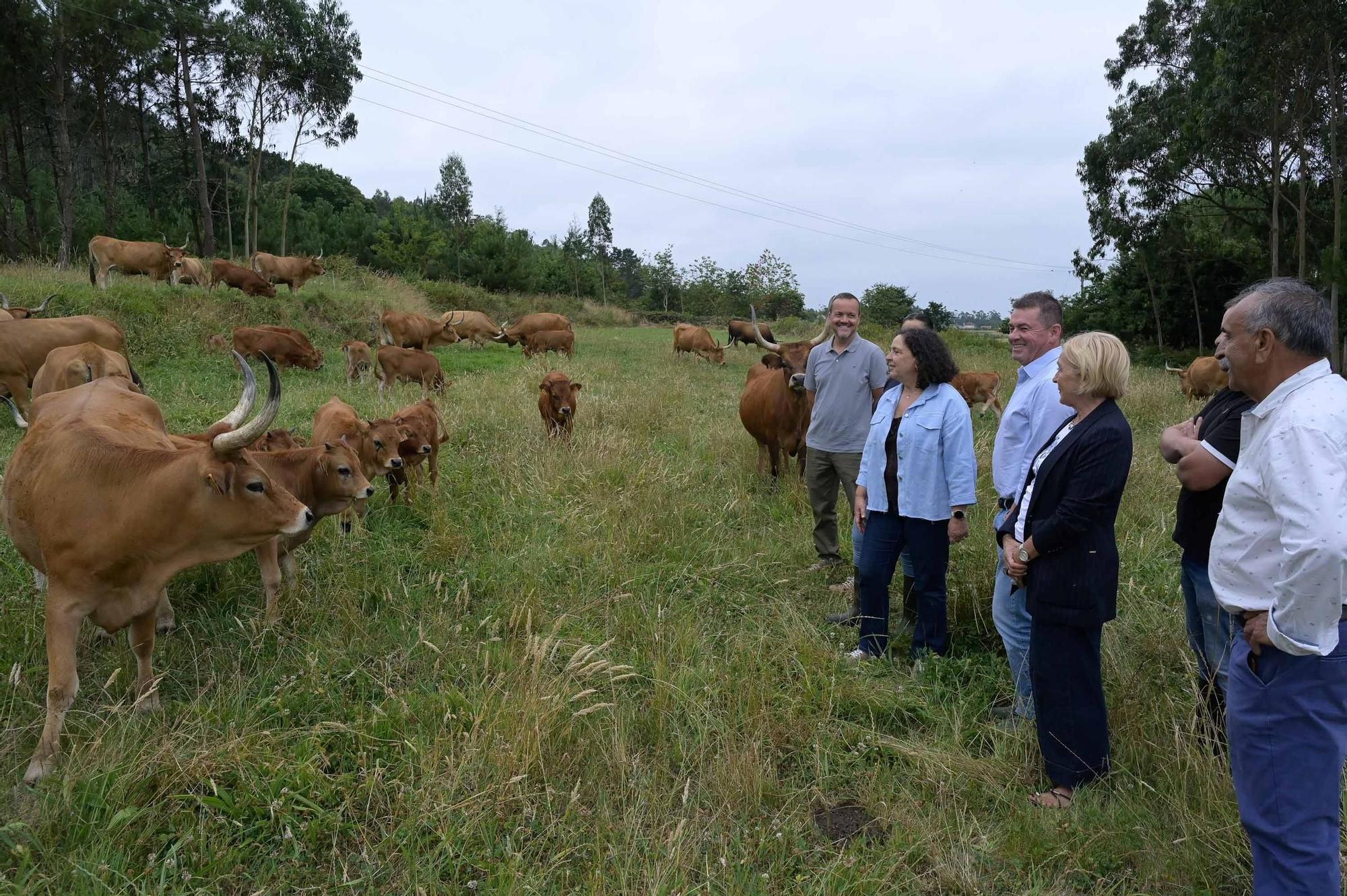 Do Campo e o alcalde durante a visita á gandeiría de Ponteceso.