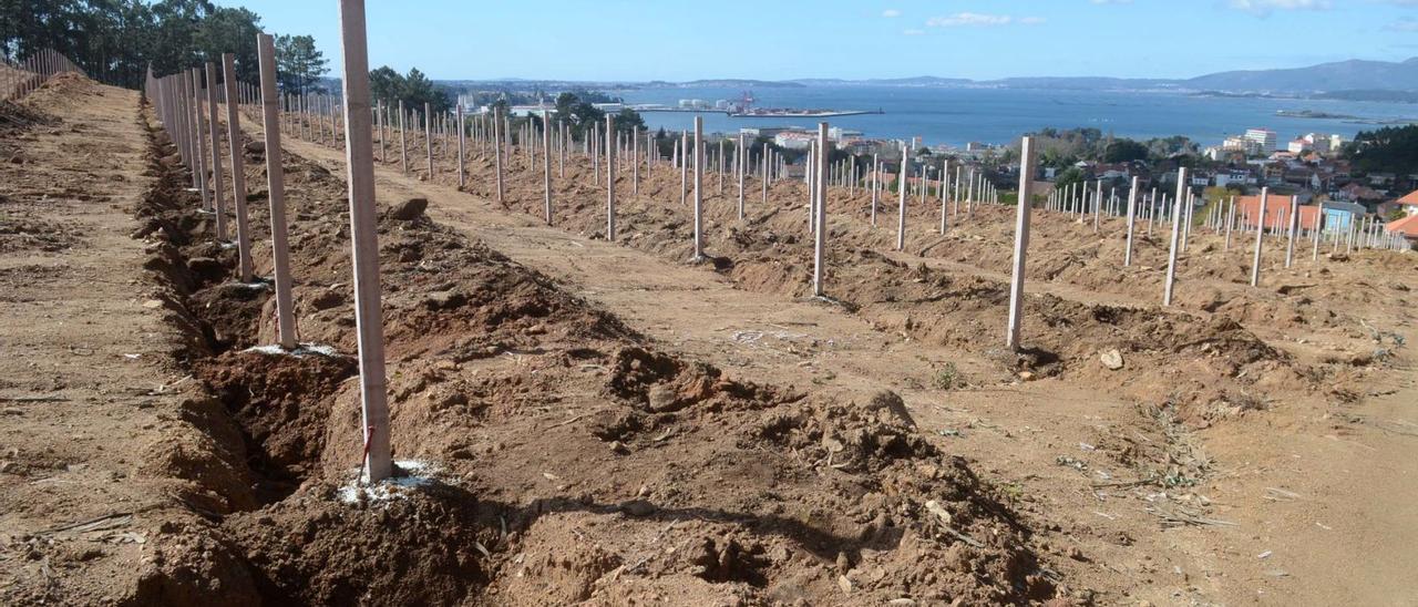 La plantación de Berdón (Vilagarcía), ya con las primeras cepas plantadas en el viñedo creado por Lagar da Condesa y el grupo Hijos de Juan Gil.