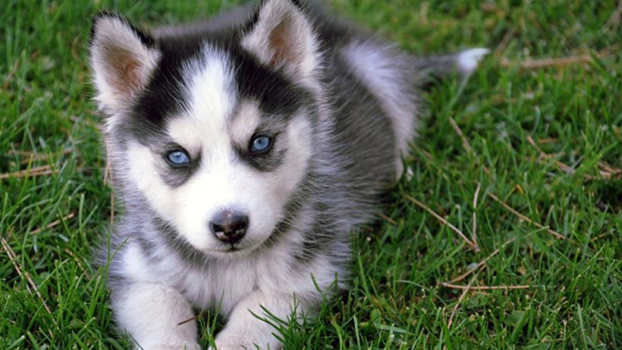 Un precioso Pomsky con unos espectaculares ojos azules. 