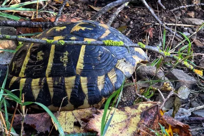 Les imatges de les tortugues mediterrànies
