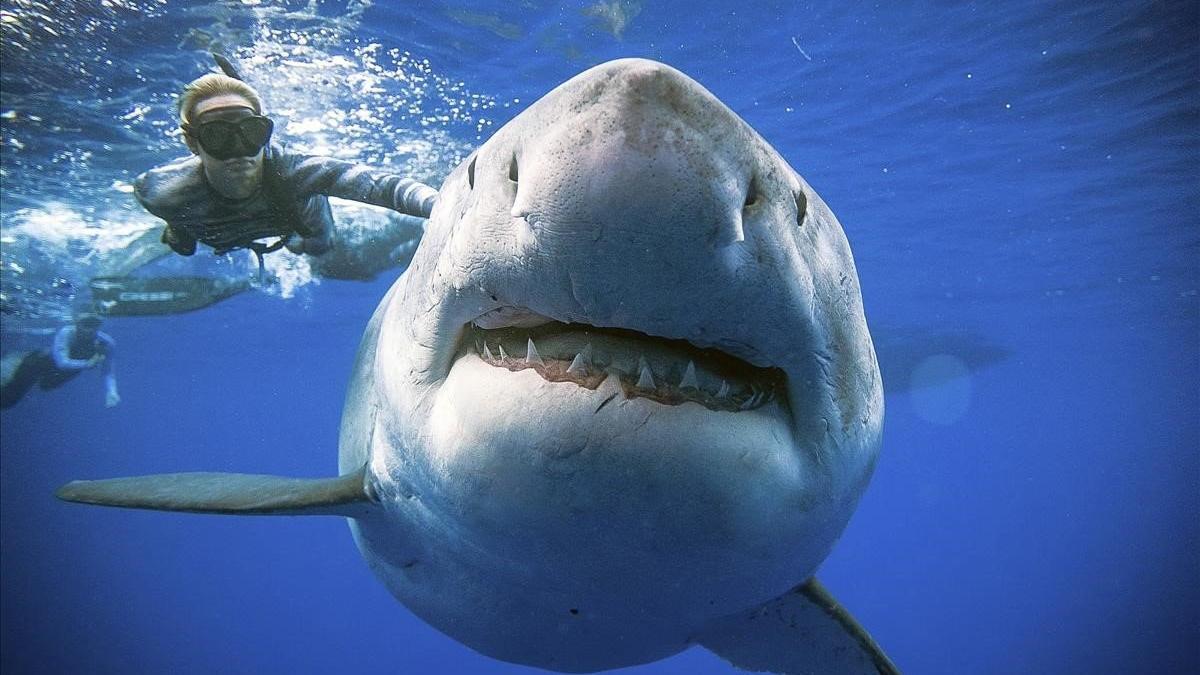 Juan Oliphant Ocean Ramsey, un investigador y defensor de tiburones nada con un gran tiburón blanco