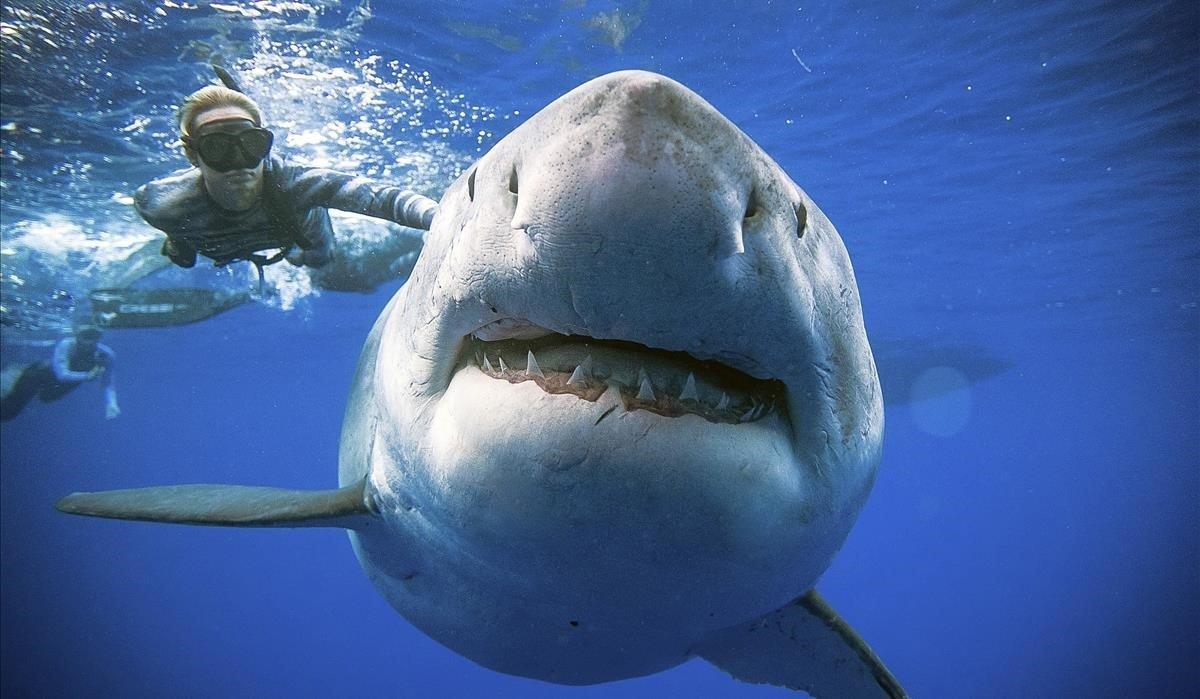 Juan Oliphant Ocean Ramsey, un investigador y defensor de tiburones nada con un gran tiburón blanco frente a la costa de Oahu. Ramsey dijo que sus imágenes nadando junto a un gran tiburón blanco prueba que estos grandes depredadores deben ser protegidos, no temidos.