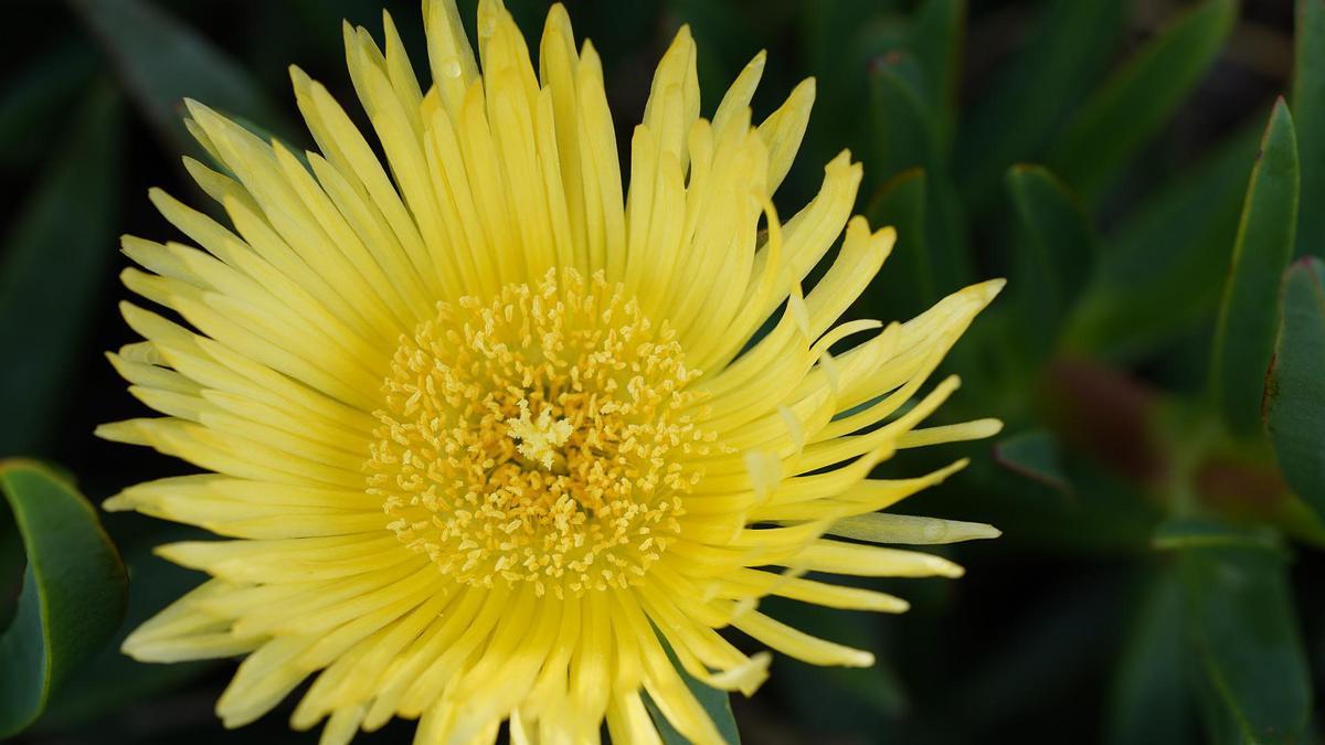 CARPOBROTUS EDULIS | La planta que llenará tu casa de flores y que no  necesita ningún cuidado