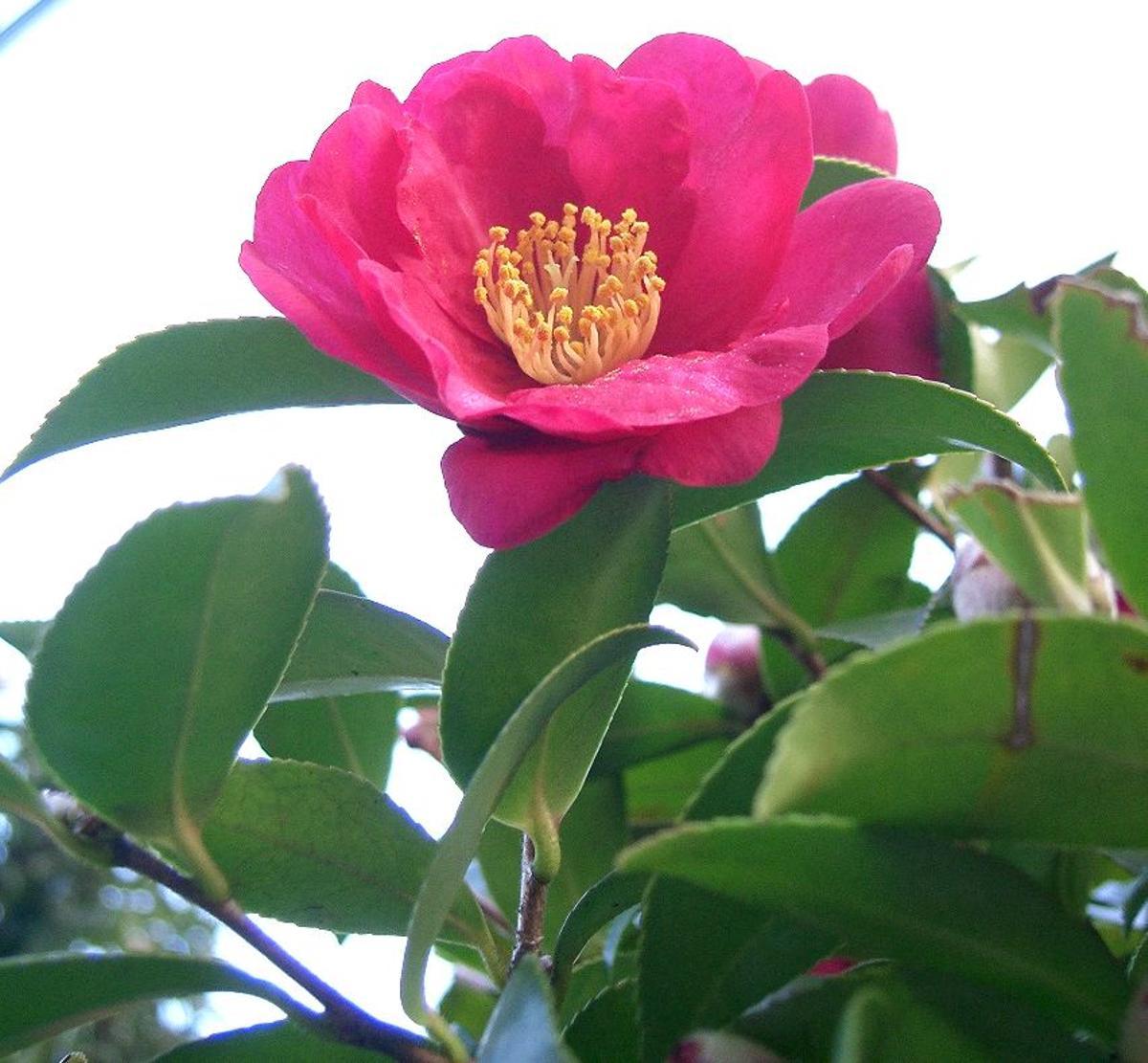 Plantas de otoño con flor: Camelia sansaqua (Camellia sasanqua)