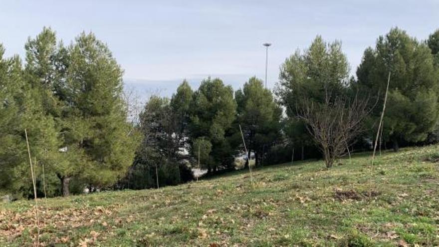 Alzines a la zona del barri de Cal Gravat de Manresa