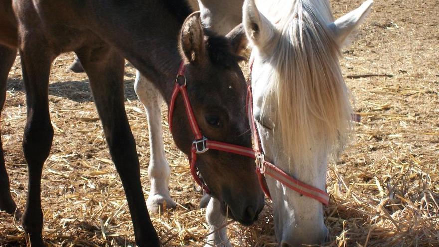 Caballos que nos entregan sus vidas