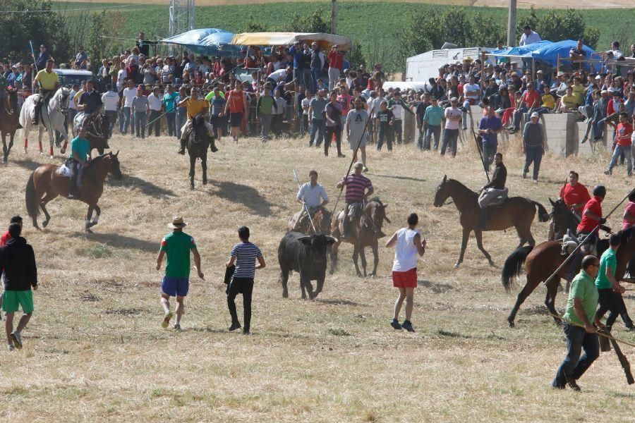 Encierro Guarrate