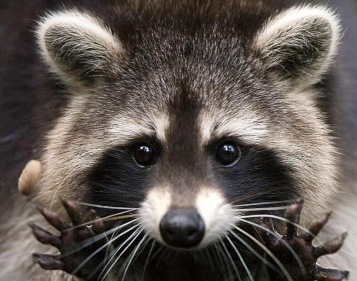 Un mapache mostrando sus extremidades delanteras