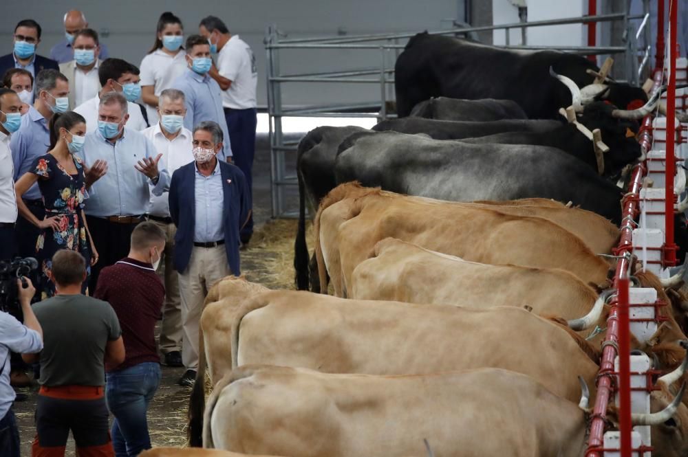 Los reyes, entre vacas y pastores para apoyar a la ganadería en Cantabria