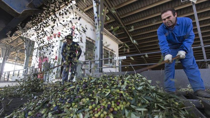 El Gobierno considera «incomprensible» la situación del mercado del aceite de oliva