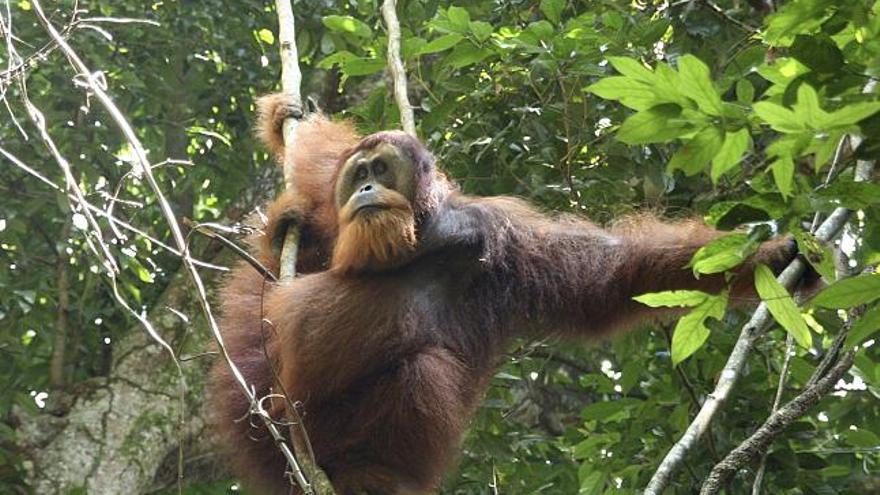Un macho dominante de orangután avanza entre lianas por la selva del parque nacional de Gunung Leuser, en el noroeste de Indonesia, donde un proyecto financiado por España busca reintroducir a los ejemplares de orangutanes que han entrado en contacto con el hombre en su medio natural y, sobre todo, preservar la especie.